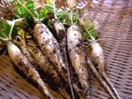 20140202minidaikon-thumbnail2.jpg