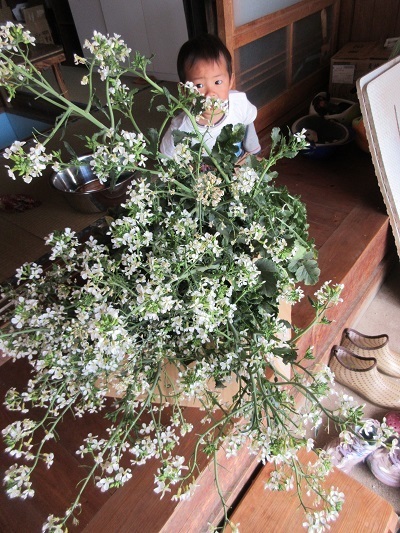 トウ立ちした大根を食べ尽くす 雑草屋の嫁日記