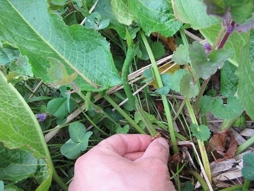 ギシギシを食べる 雑草屋の嫁日記