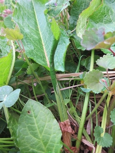 ギシギシを食べる 雑草屋の嫁日記