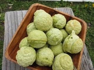 IMG_8503sugina_yomogi_panc ake.JPG