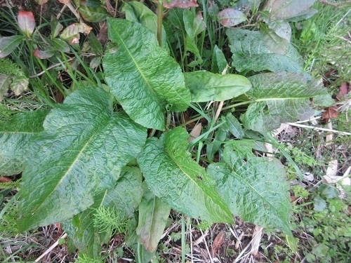 ギシギシを食べる 雑草屋の嫁日記