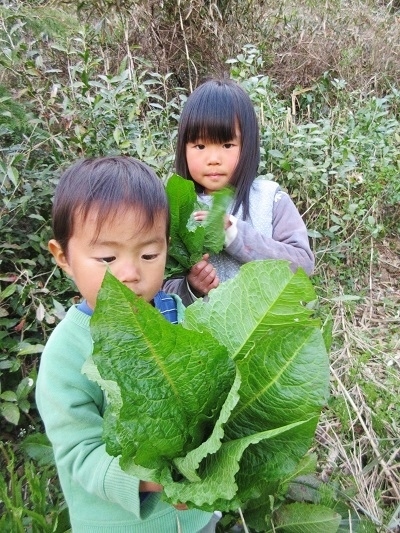 ギシギシを食べる 雑草屋の嫁日記